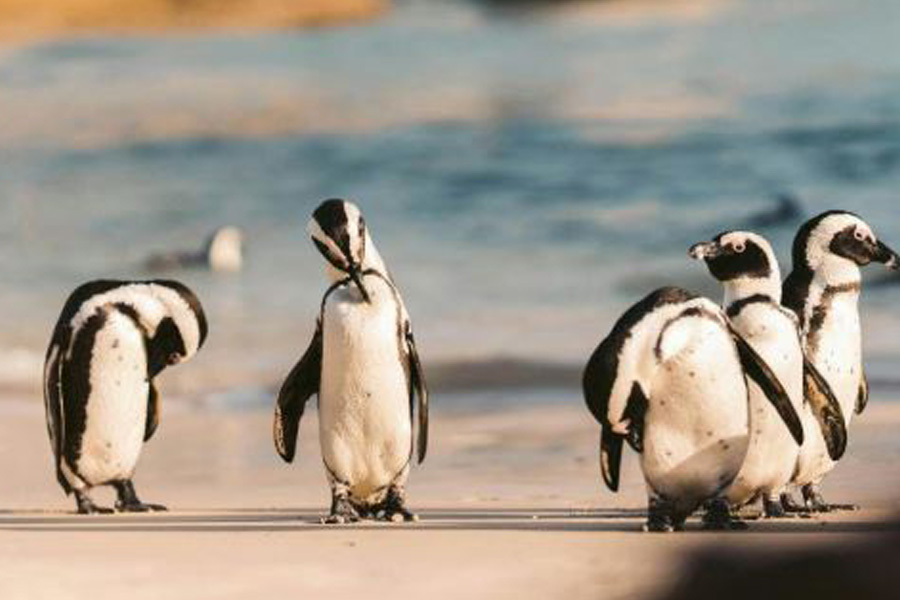 Australia Vaksinasi 5.000 Penguin untuk Cegah Flu Burung